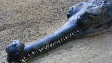 Gangetic gharial see a real living fossil