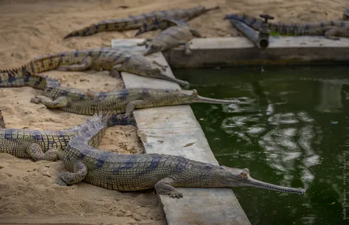 Gangetic gharial see a real living fossil 6