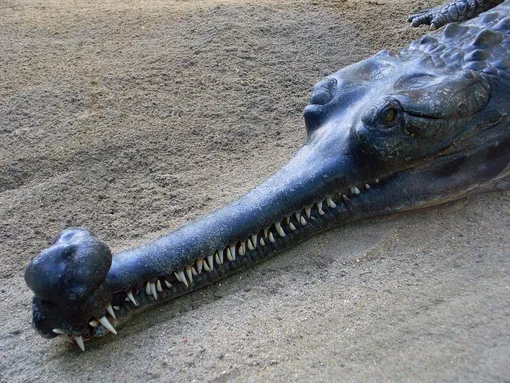 Gangetic gharial see a real living fossil