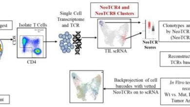 Gene expression profile allows identification of anti tumor immune cells for personalized immunotherapy