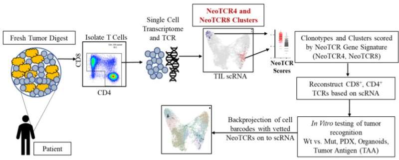 Gene expression profile allows identification of anti tumor immune cells for personalized immunotherapy