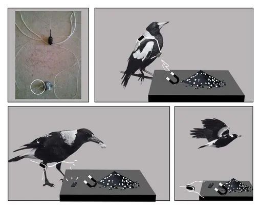 How Birds Outsmarted Scientists Whistler Crows Help Each Other Remove Tracking Devices 2