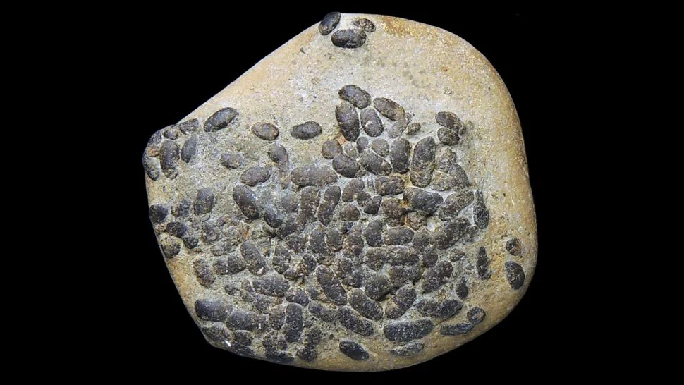 Hundreds of Strange Tiny Fossils Found Inside Fish Cranium From 9 Million Years Ago 3