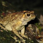 Invasive toads have started killing Madagascar snakes 1