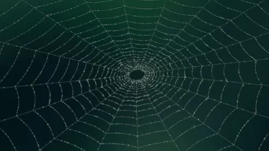 Is it true that regular webs are actually stronger than steel 1