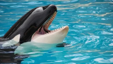 It turns out that killer whales like to steal fish from people