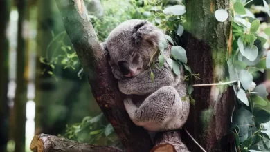 Koalas are on the list of endangered species