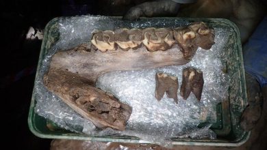 Menagerie of Ice Age Animal Bones Found in Cave in Devon England 1