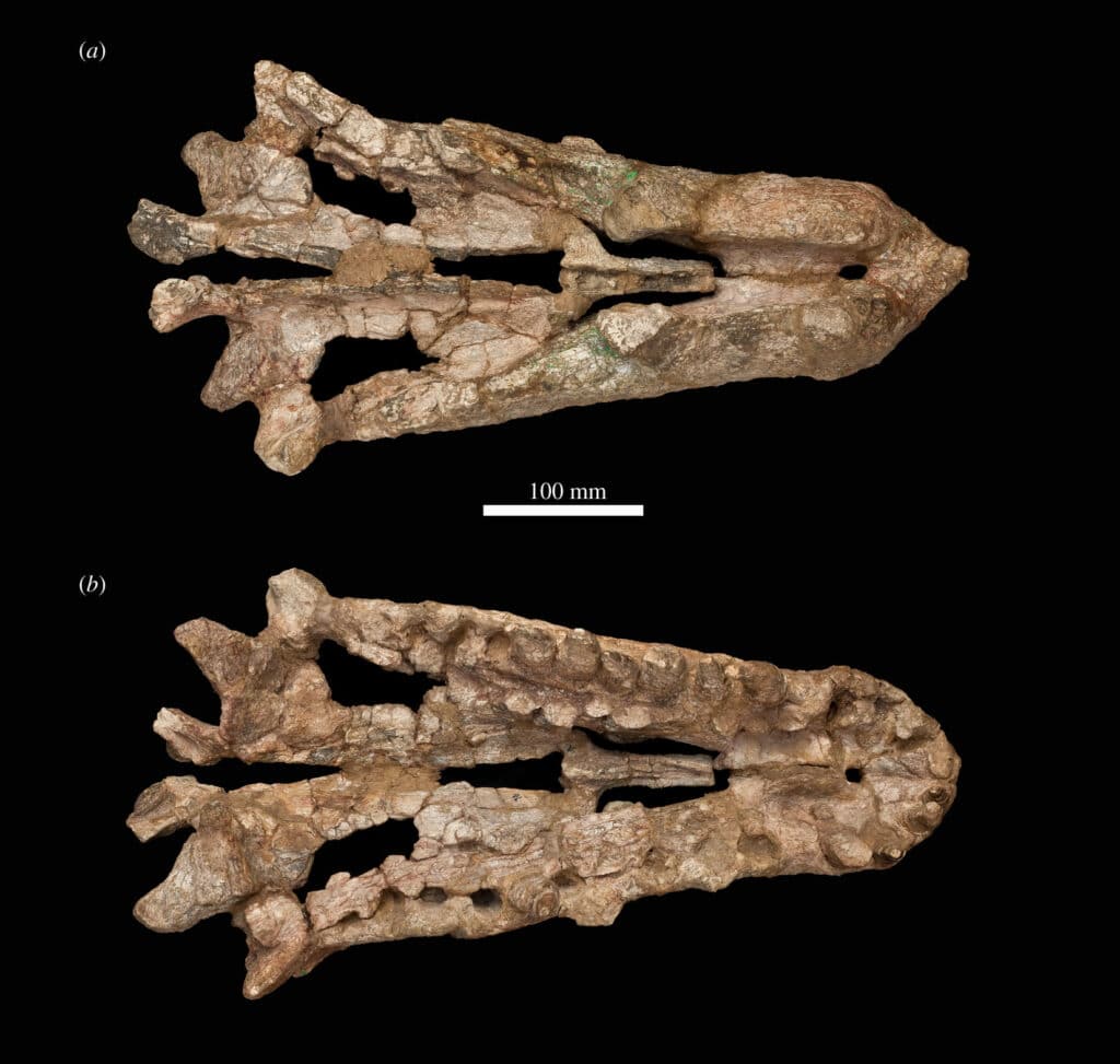 Missing link found in crocodile evolution 1