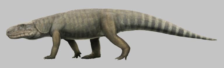 Missing link found in crocodile evolution 2