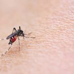 Mosquitoes are attracted to red orange and black colors