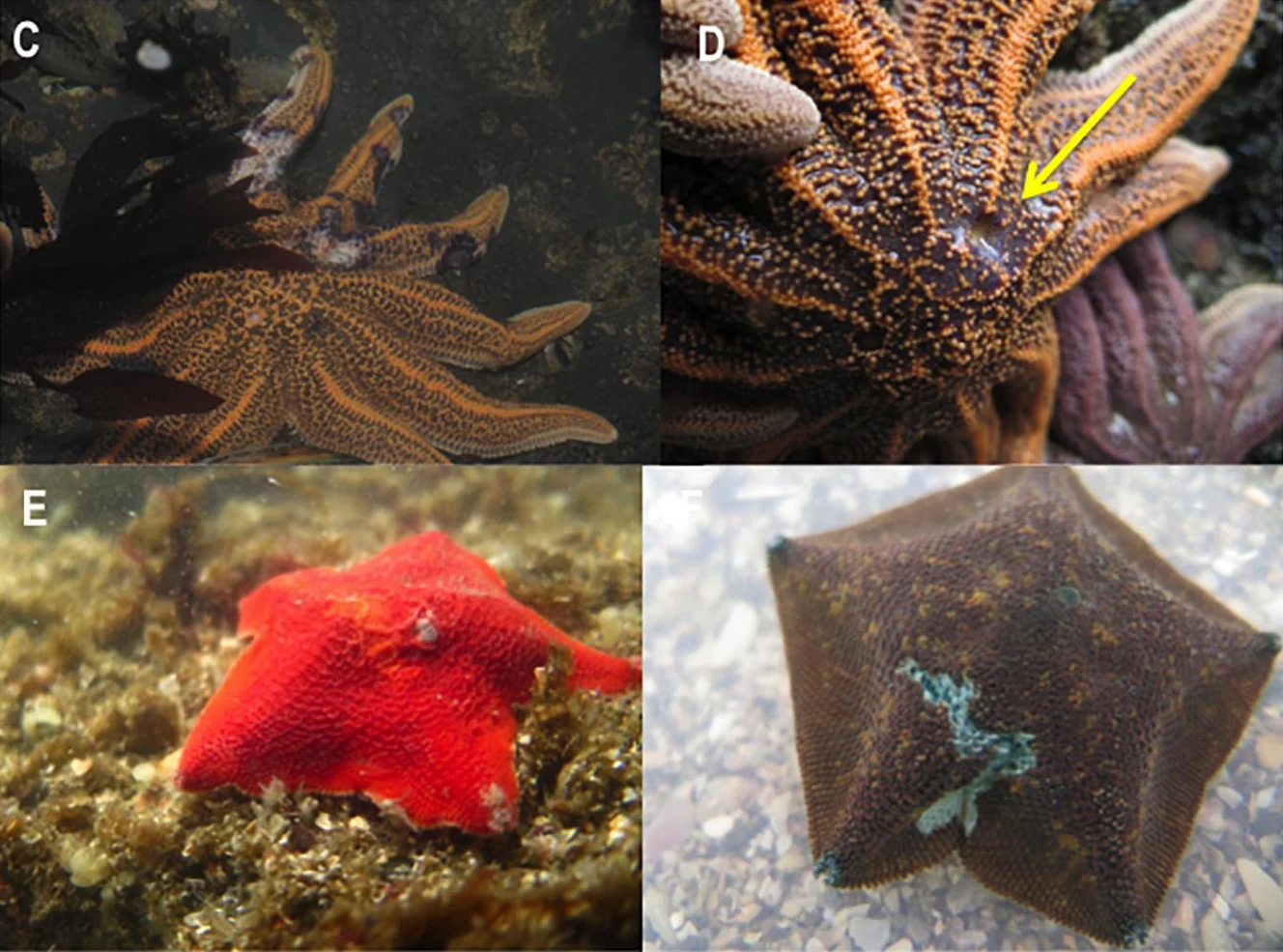Mysterious Syndrome Turning Sea Stars Into Goo Reveals Another Strange Twist 1