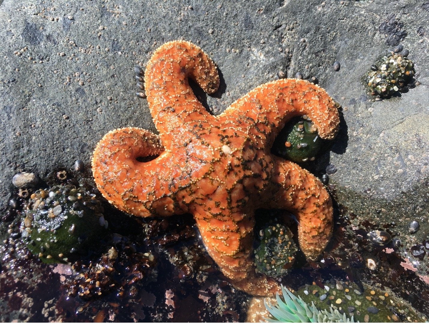 Mysterious Syndrome Turning Sea Stars Into Goo Reveals Another Strange Twist 2