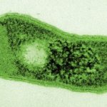 Mysterious desert bacterium has developed a unique ability for photosynthesis