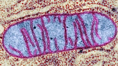 New method for editing mitochondrial genes could help treat hereditary diseases 1