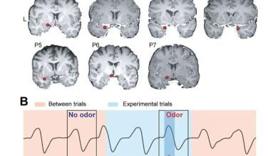 Olfactory processing in three distinct neural waves