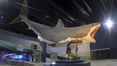 Our knowledge of what the megalodon actually looked like turned out to be false