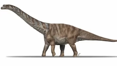 Paleontologists have described an abnormally giant dinosaur that roamed Spain 70 million years ago 1