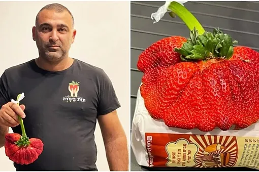 Palm sized mutant strawberries entered the Guinness Book of Records