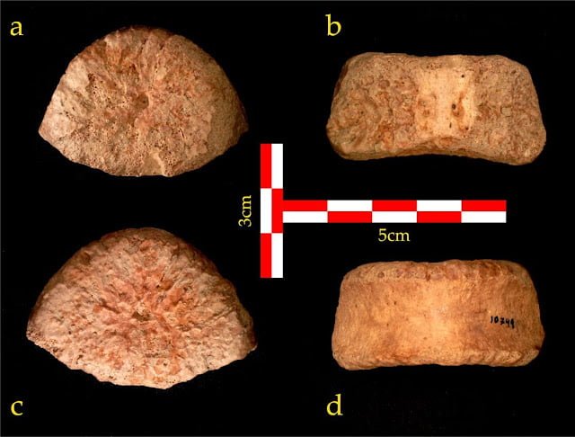 Prehistoric Human Vertebra Discovered In The Jordan Valley Tells The Story Of Prehistoric Migration From Africa 1