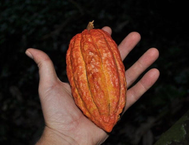 Researchers Discover Locations Of Ancient Maya Sacred Groves Of Cacao Trees 1