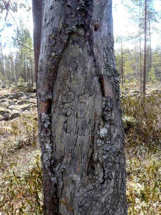 Sacred Trees in Finnish Folklore 5