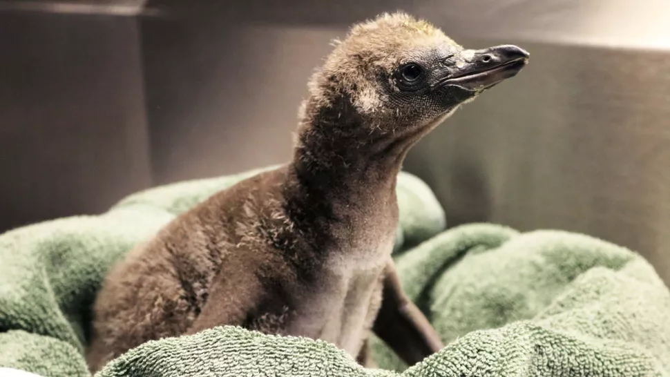 Same sex penguins hatch their first chick at New York zoo
