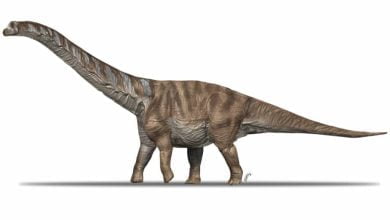 Scientists describe a new species of large titanosaur discovered in the Pyrenees