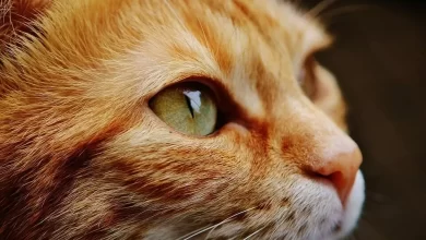 Scientists explain why cats leave home before they die