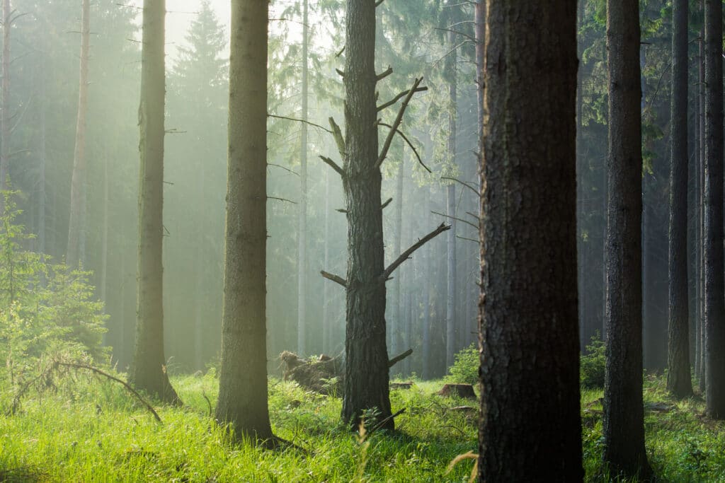 Scientists have counted the number of all types of trees on Earth