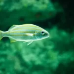 Scientists have created a fish from human heart cells 1