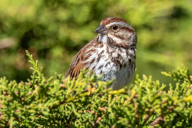 Scientists have found that because of the fear of predators some birds raise their chicks worse