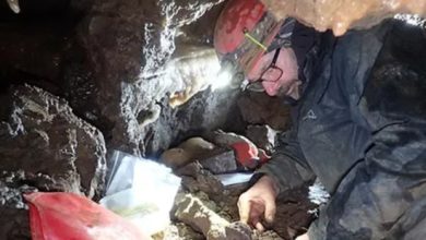 Scientists were delighted with the remains of a mammoth accidentally found in a cave