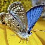 Shifting rainfall patterns will affect whether an imperiled butterfly survives climate change 1