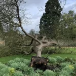 Storm Eunice toppled Newtons Apple Tree at Cambridge University Botanic Gardens