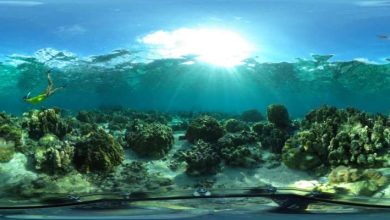Taste and smell of coral reefs provide insights into a dynamic ecosystem 1
