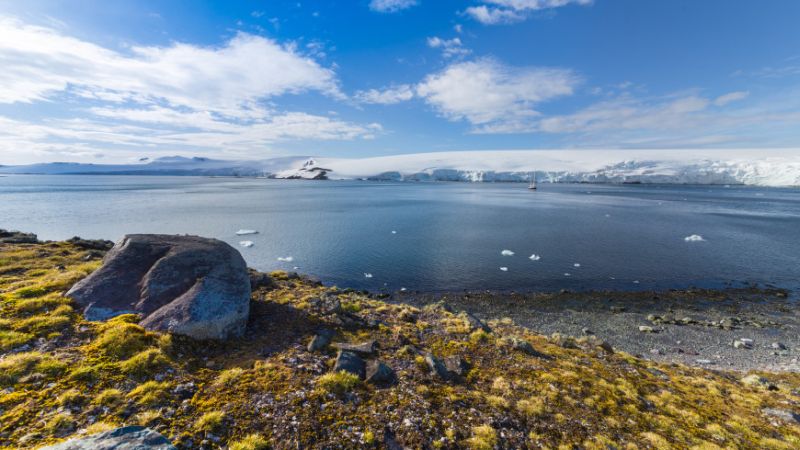Vegetation booming in Antarctica