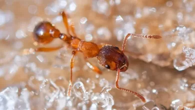 What Freezing Ants Can Tell Us About How Their Memory Works