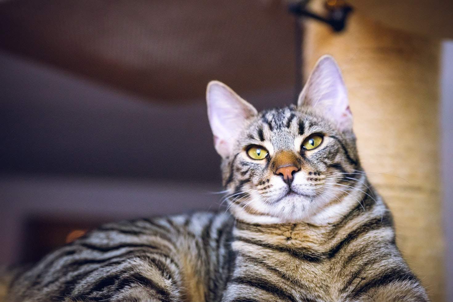 brain of cats has decreased after domestication scientists surprised by the study 2
