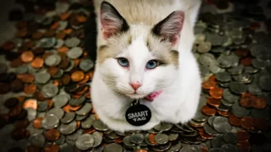 10 Most Expensive Cat Breeds 1 2