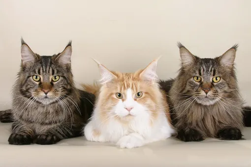 10 Most Expensive Cat Breeds 7