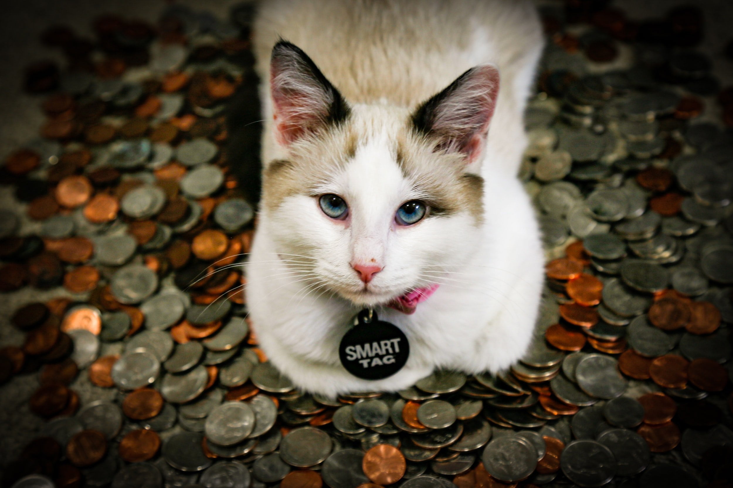 10 most expensive cat breeds