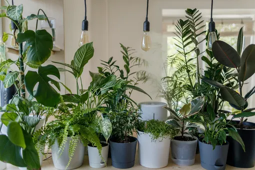 3 houseplants can purify the air in your apartment 1