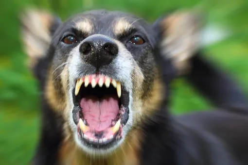 5 dogs with the most powerful jaws in the world 1