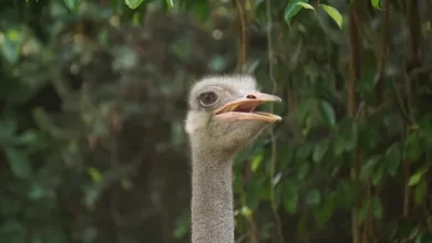 8 Strange and Amazing Facts About Ostriches 1