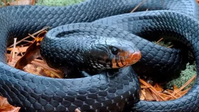 A very rare snake found in the USA the second time in 60 years 1