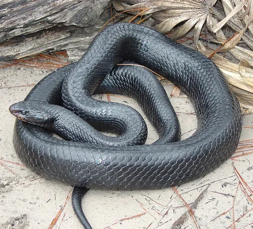 A very rare snake found in the USA the second time in 60 years 2