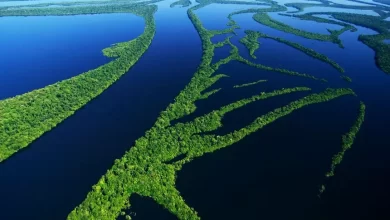 Amazon jungle could turn into savannah