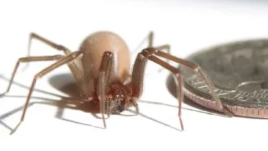 Brown recluse spiders interesting facts about this incredibly dangerous arthropod 1