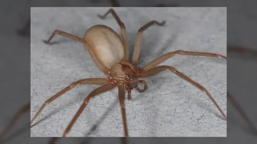 Brown recluse spiders interesting facts about this incredibly dangerous arthropod 4